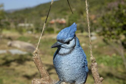 Show full view: Hi-Line Gift 5.91-in Hanging Blue Jay On A Branch Outdoor Decor slide 6 of 9