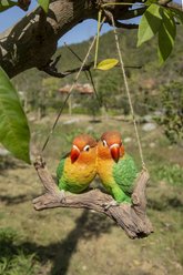 Hi-Line Gift 5.04-in Hanging Parrots Lovebirds On A Branch Outdoor Decor slide 1 of 7