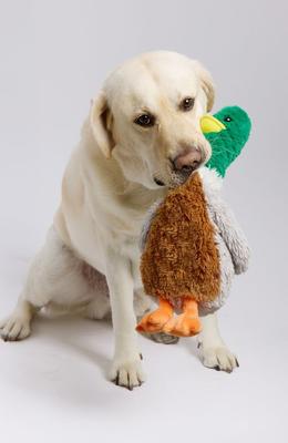 Show full view: Warmies Mallard Plush Dog & Cat Toy, Multicolor slide 4 of 5