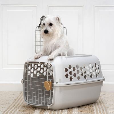 Show full view: SportPet Designs Dog & Cat Travel Kennel, Cream & Gold, 24-in slide 6 of 10