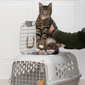 SportPet Designs Dog & Cat Travel Kennel, Cream & Gold, 24-in