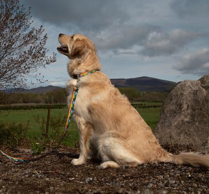 Show full view: LupinePet Nature Inspired Original Design Adjustable Nylon Dog Collar, High Country, Large: 16 to 28-in neck, 1-in wide slide 2 of 8