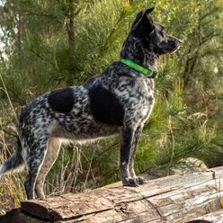 LupinePet Nature Inspired Original Design Adjustable Nylon Dog Collar, Intervale, Medium: 12 to 20-in neck, 1-in wide slide 2 of 7