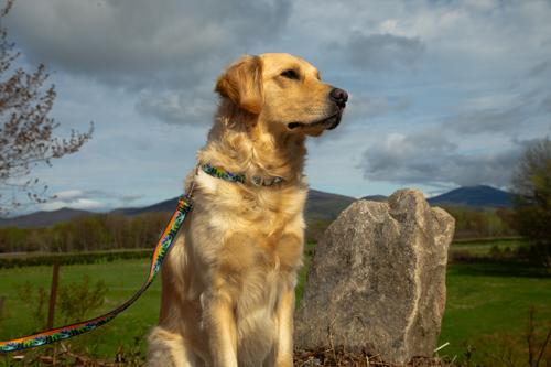 Show full view: LupinePet Nature Inspired Original Design Padded Handle Nylon Dog Leash, High Country, Regular: 6-ft long, 1-in wide slide 3 of 7