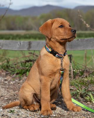 Show full view: LupinePet Nature Inspired Original Design Padded Handle Nylon Dog Leash, High Country, Regular: 6-ft long, 3/4-in wide slide 4 of 8