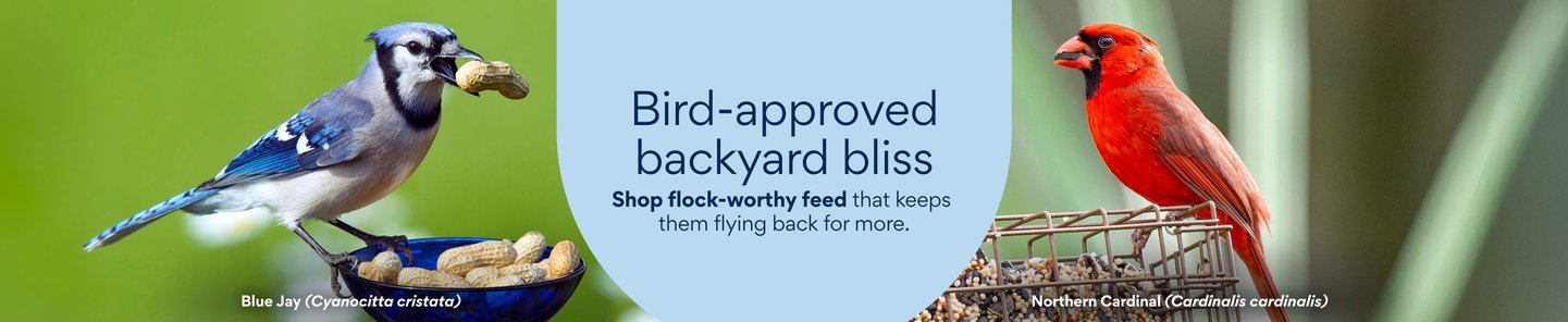 Bird-approved backyard bliss Shop flock-worthy feed that keeps them flying back for more. 