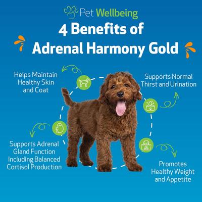 Show full view: Pet Wellbeing Adrenal Harmony Gold Bacon Flavored Liquid Supplement for Dogs, 2-oz bottle slide 5 of 11