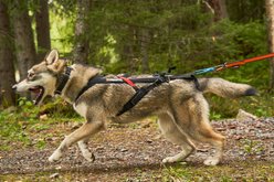 Non-stop Dogwear Freemotion Dog Harness, Black, 9: 27.6 to 44.1-in chest slide 2 of 2