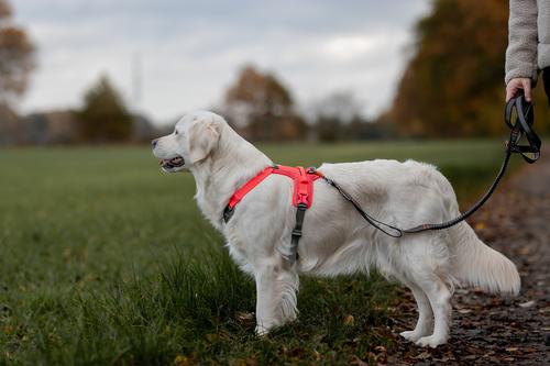 Show full view: Non-stop Dogwear Ramble Dog Harness, Black/Orange, X-Small: 15.7 to 22.8-in chest slide 3 of 4