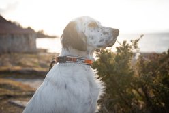 Non-stop Dogwear Roam Dog Collar, Blue, XX-Large: 21.7 to 23.6-in neck, 1.375-in wide slide 2 of 5