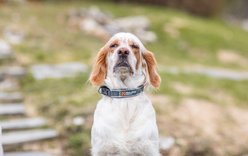 Non-stop Dogwear Roam Dog Collar, Blue, Medium: 15.7 to 17.7-in neck, 1-in wide slide 2 of 5