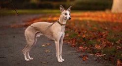 Non-stop Dogwear Rachel Pohl Edition Trail Quest Dog Collar, Teal/Oak, Medium: 12 to 20-in neck, 1-in wide slide 2 of 3