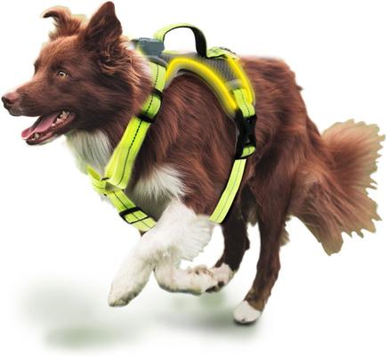 Show full view: allforpaws K-Nite Light Up Reflective Dog Harness, Green, X-Large: 22 to 38-in chest slide 8 of 10