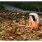Show in main carousel: PeckPerk Mini Smart Wild Bird Feeder, Orange slide 6 of 6