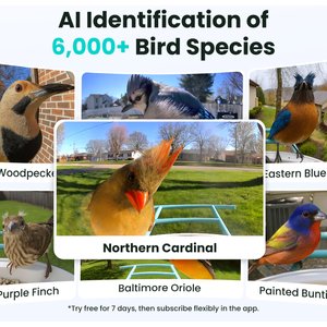 Birdfy Smart Bird Feeder Camera AI Recognition, 1.5L