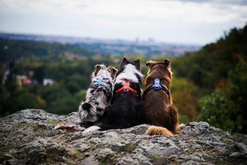 Show full view: Non-stop Dogwear Line 5.0 Dog Harness, Orange, 5: 20.5 to 30.7-in chest slide 7 of 8