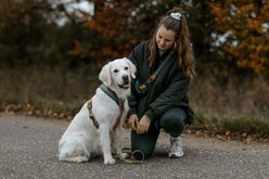 Non-stop Dogwear Rachel Pohl Edition Line 5.0 Dog Harness, Teal/Oak, 6: 22.0 to 34.3-in chest slide 2 of 9