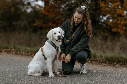 Show full view: Non-stop Dogwear Line 5.0 Dog Harness, Orange, 5: 20.5 to 30.7-in chest slide 8 of 8