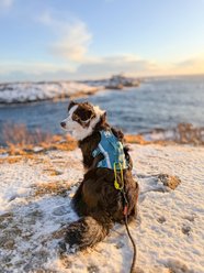 Non-stop Dogwear Ramble Long Dog Harness, Teal, X-Small: 15.7 to 22.8-in chest slide 2 of 2
