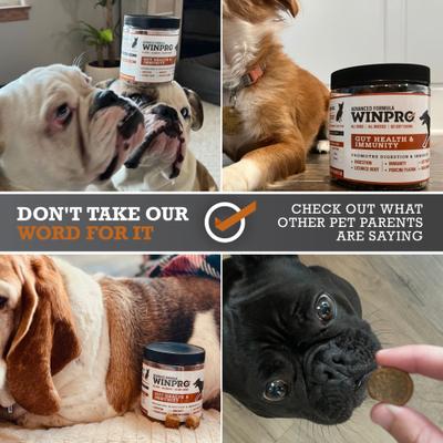 Show full view: WINPRO Pet Gut Health Soft Chew Dog Supplement, 60 count slide 8 of 11