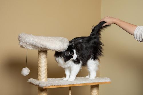 Show full view: InClover Feline Connectin Clinically Proven Hip & Joint Supplement Powder for Cats, 90-gm bottle slide 4 of 8