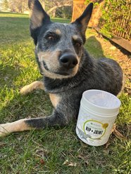 InClover Canine Connectin Hip & Joint Soft Chews Supplement for Dogs, 300 count slide 2 of 8