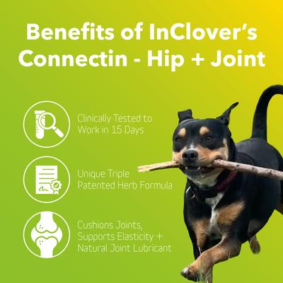 Show full view: InClover Canine Connectin Hip & Joint Tablet Supplement for Dogs, 50 count slide 6 of 11