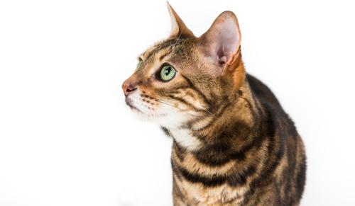 Show full view: InClover Optagest Plant Based Prebiotics & Digestive Enzymes Supplement for Dogs & Cats, 14-gm box slide 7 of 9