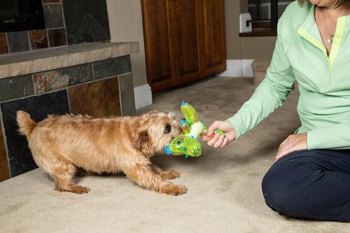 Show full view: InClover Canine Connectin Hip & Joint Soft Chews Supplement for Dogs, 20 count slide 7 of 11