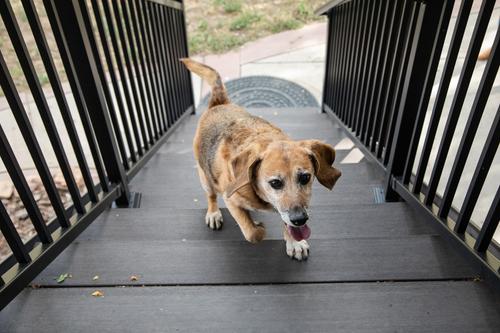 Show full view: InClover Canine Connectin Hip & Joint Tablet Supplement for Dogs, 50 count slide 7 of 11