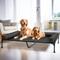 Show in main carousel: Veehoo Three-Sided Bolster Elevated Dog Bed, Black, XX-Large slide 3 of 10