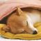 Show in main carousel: FunnyFuzzy Leaf Shape 3-in-1 Dog Blanket, Ginkgo Yellow slide 3 of 9
