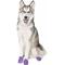 Show in main carousel: Pawz Waterproof Dog Boots, 12 count, Purple, Large slide 5 of 13