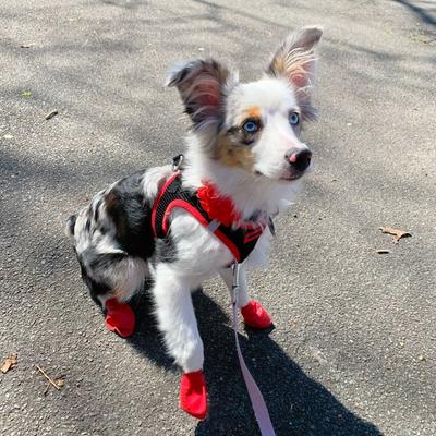 Show full view: Pawz Waterproof Dog Boots, 12 count, Green, X-Large slide 10 of 13