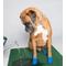 Show in main carousel: Pawz Waterproof Dog Boots, 12 count, Blue, Medium slide 7 of 12