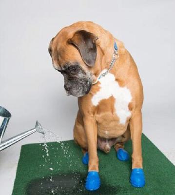 Show full view: Pawz Waterproof Dog Boots, 12 count, Blue, Medium slide 7 of 12