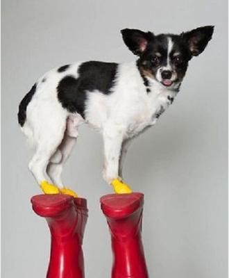 Show full view: Pawz Waterproof Dog Boots, 12 count, Yellow, XX-Small slide 9 of 12