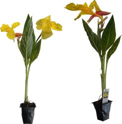 Quinn's Fins Striped Beauty Canna Pond Plants, 2 count