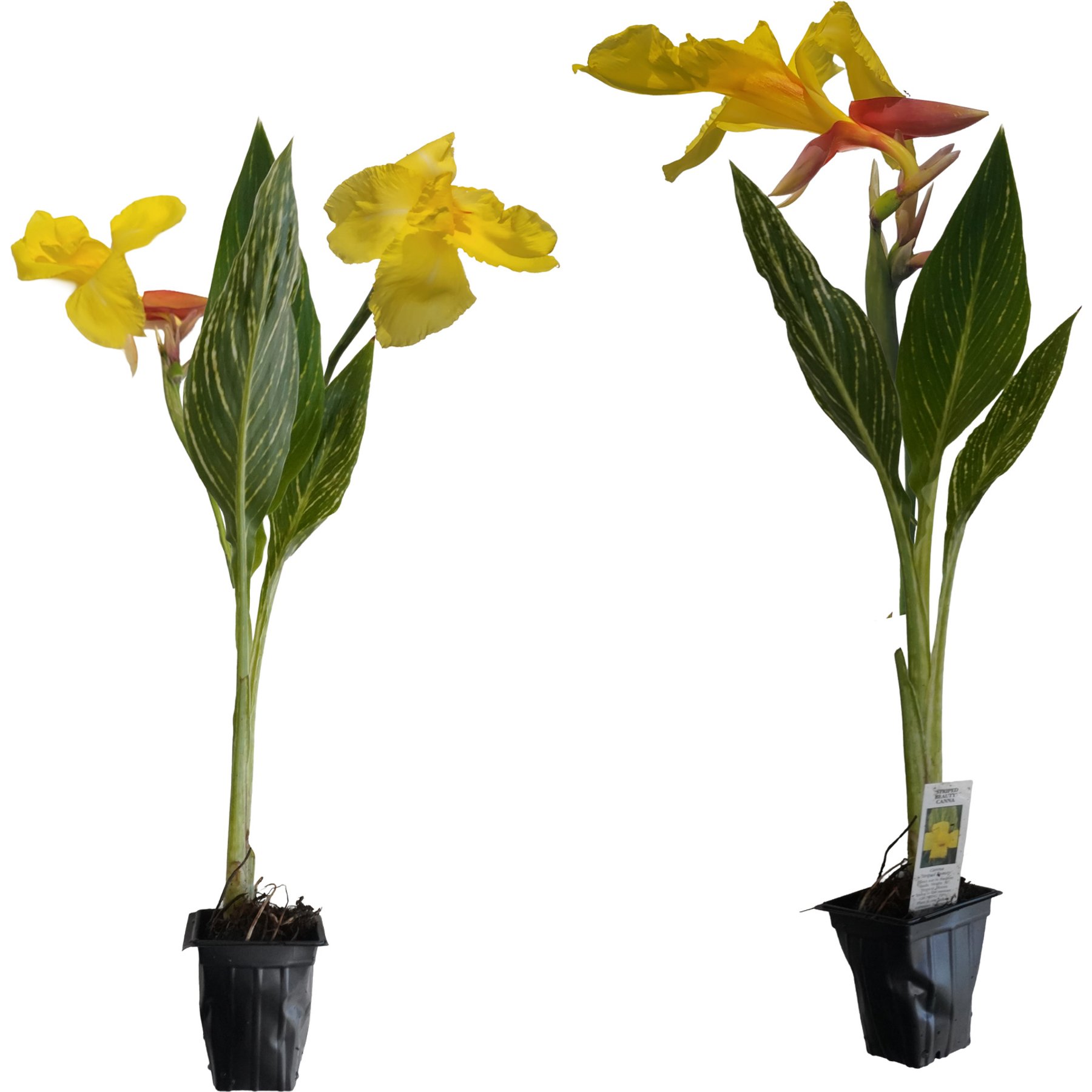 Quinn's Fins Striped Beauty Canna Live Pond Plants, 2 count