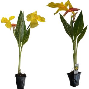 Quinn's Fins Striped Beauty Canna Live Pond Plants, 2 count