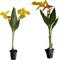 Show in main carousel: Quinn's Fins Striped Beauty Canna Pond Plants, 2 count slide 1 of 2