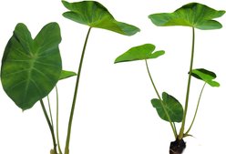 Quinn's Fins Taro Pond Plants, Green, Large, 2 count