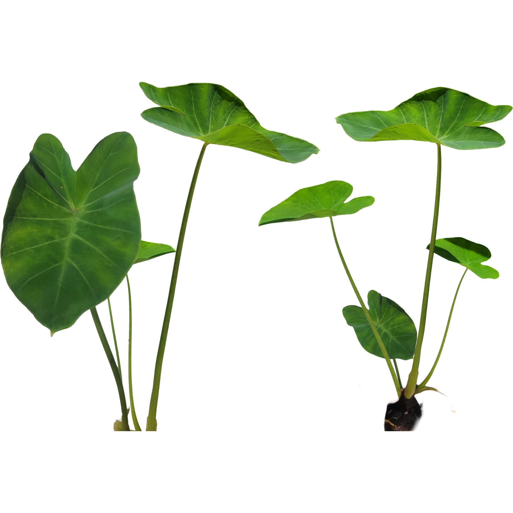 Quinn's Fins Taro Live Pond Plants, Green, Large, 2 count