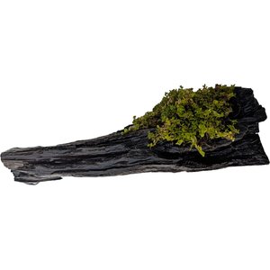 Quinn's Fins Baby Tears on Driftwood Live Aquarium Plant