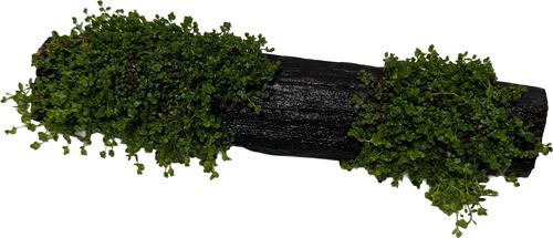 Show full view: Quinn's Fins Baby Tears on Driftwood Live Aquarium Plant slide 2 of 4