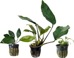 Quinn's Fins Ruff & Tough Stuff Live Plants, 3 count