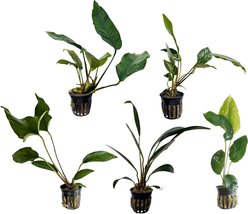 Quinn's Fins Ruff & Tough Stuff Live Plants, 5 count