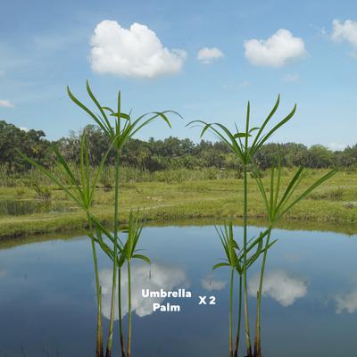 Show full view: Quinn's Fins Umbrella Palm Marginal Pond Plants, Green, Large, 2 count slide 2 of 2
