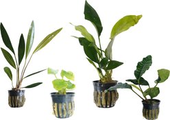 Quinn's Fins Ruff & Tough Stuff Live Plants, 4 count