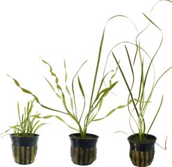 Quinn's Fins Jack & The Beanstalk Tank of Live Lanky Plants, 3 count